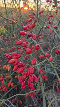 gallery-photo-19