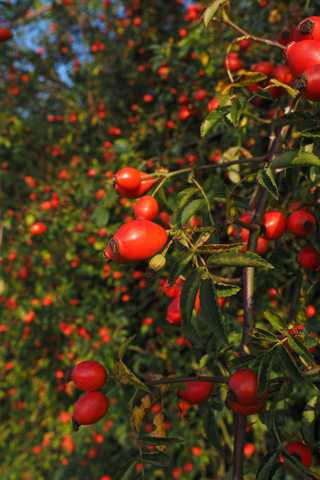 rosehip-branches-with-fruits