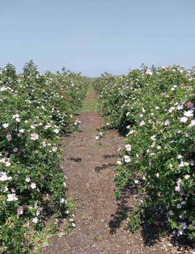 rosehip-blooming