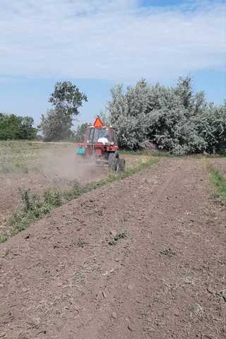 rosehip-preparation-work