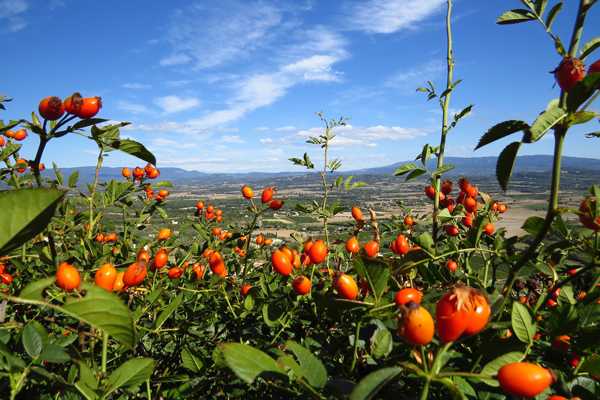 rosehip-field