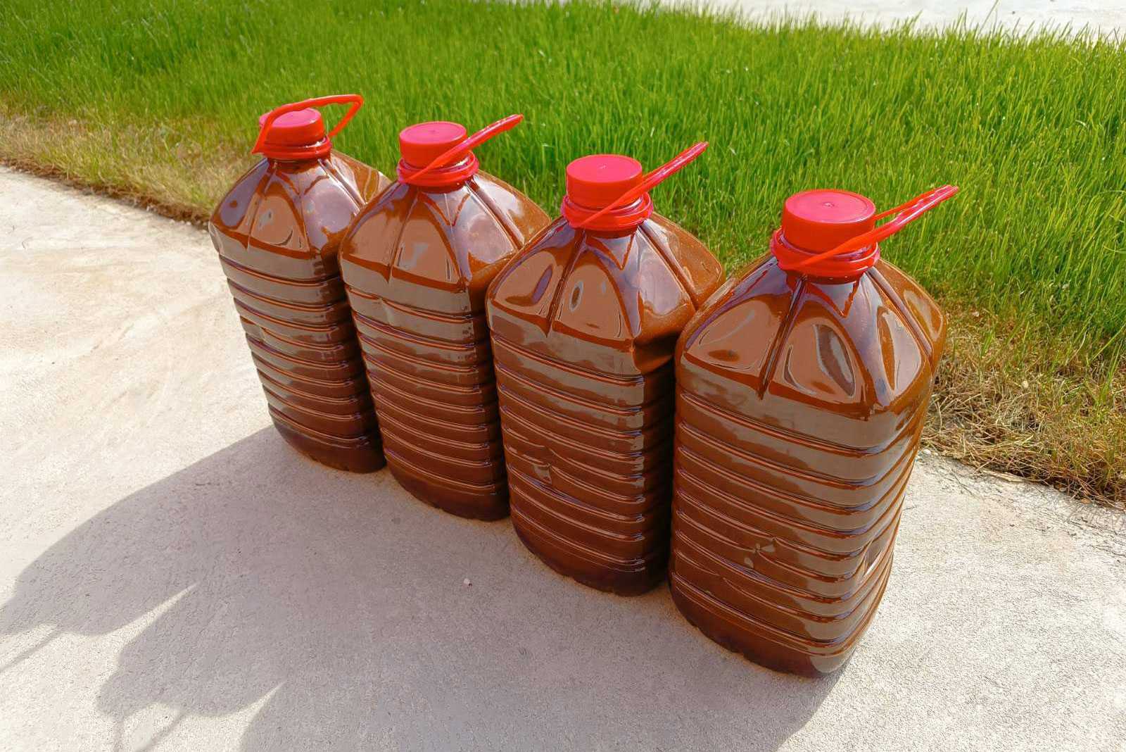 rosehip-seedlings-plantation