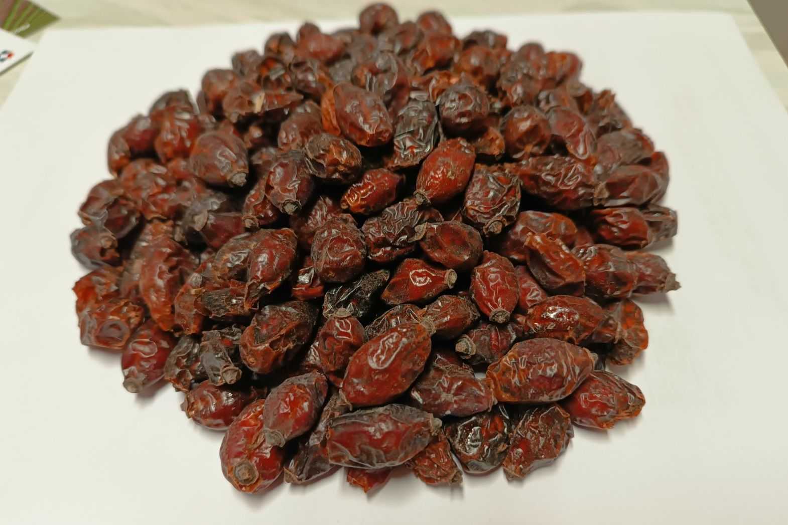 rosehip-seedlings-plantation