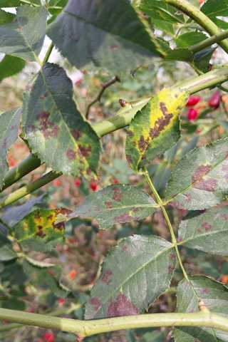 rosehip-leaf-disease
