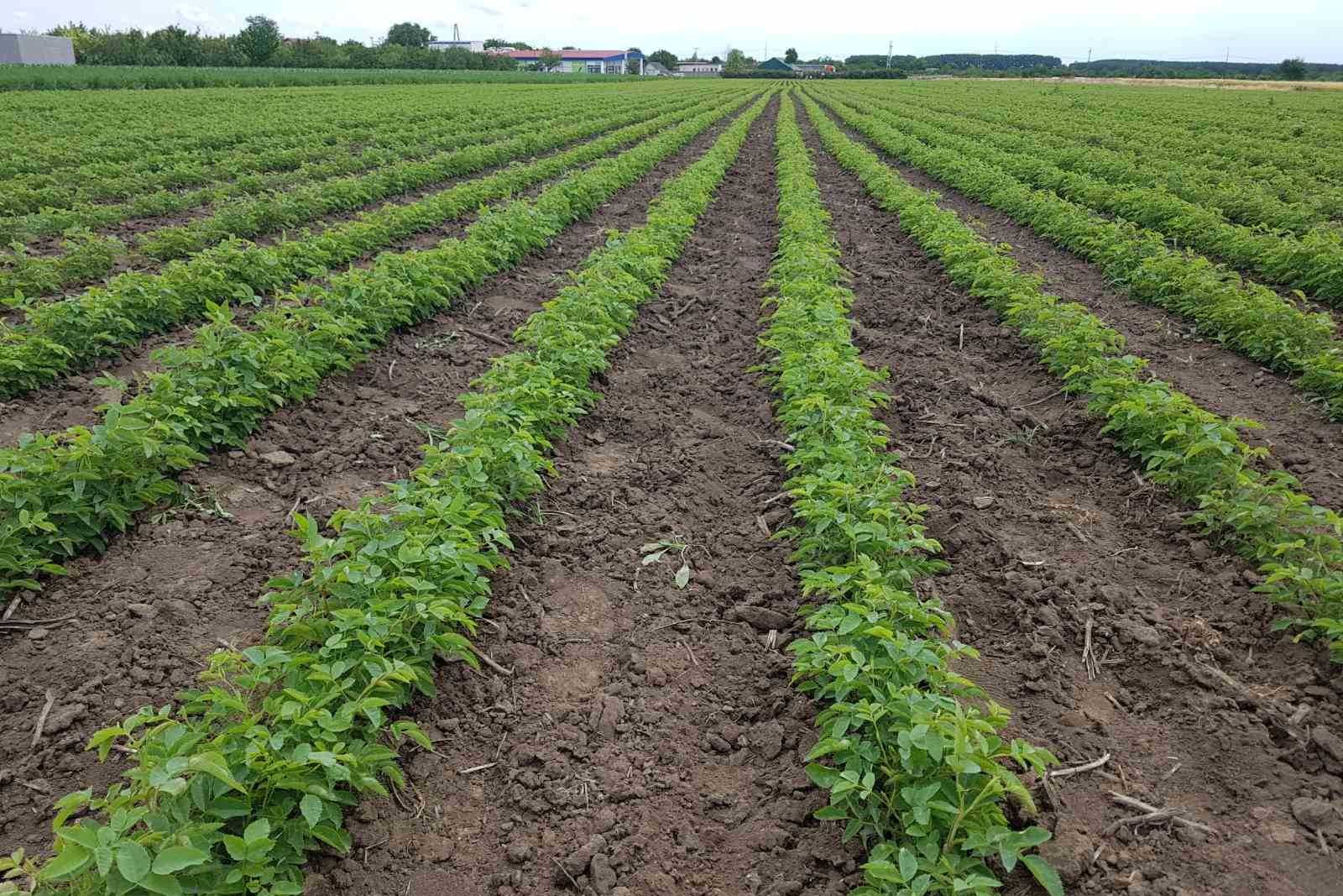 rosehip-seedlings-plantation